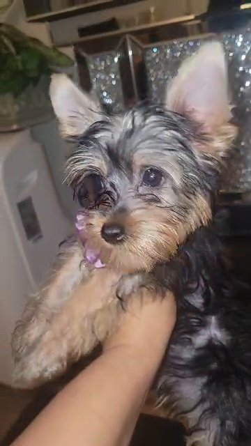 CKC PUREBREED YORKIE PUPPY in Moreno Valley, California