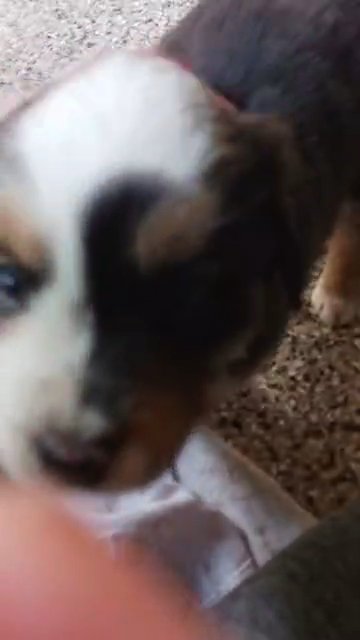 Australian Shepherd Puppies in Boise City, Idaho