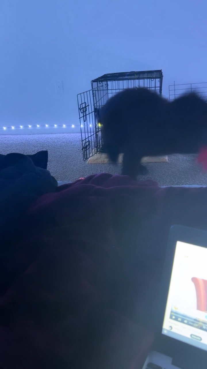 Rescued/Re-Homing Belgian in Arizona City, Arizona