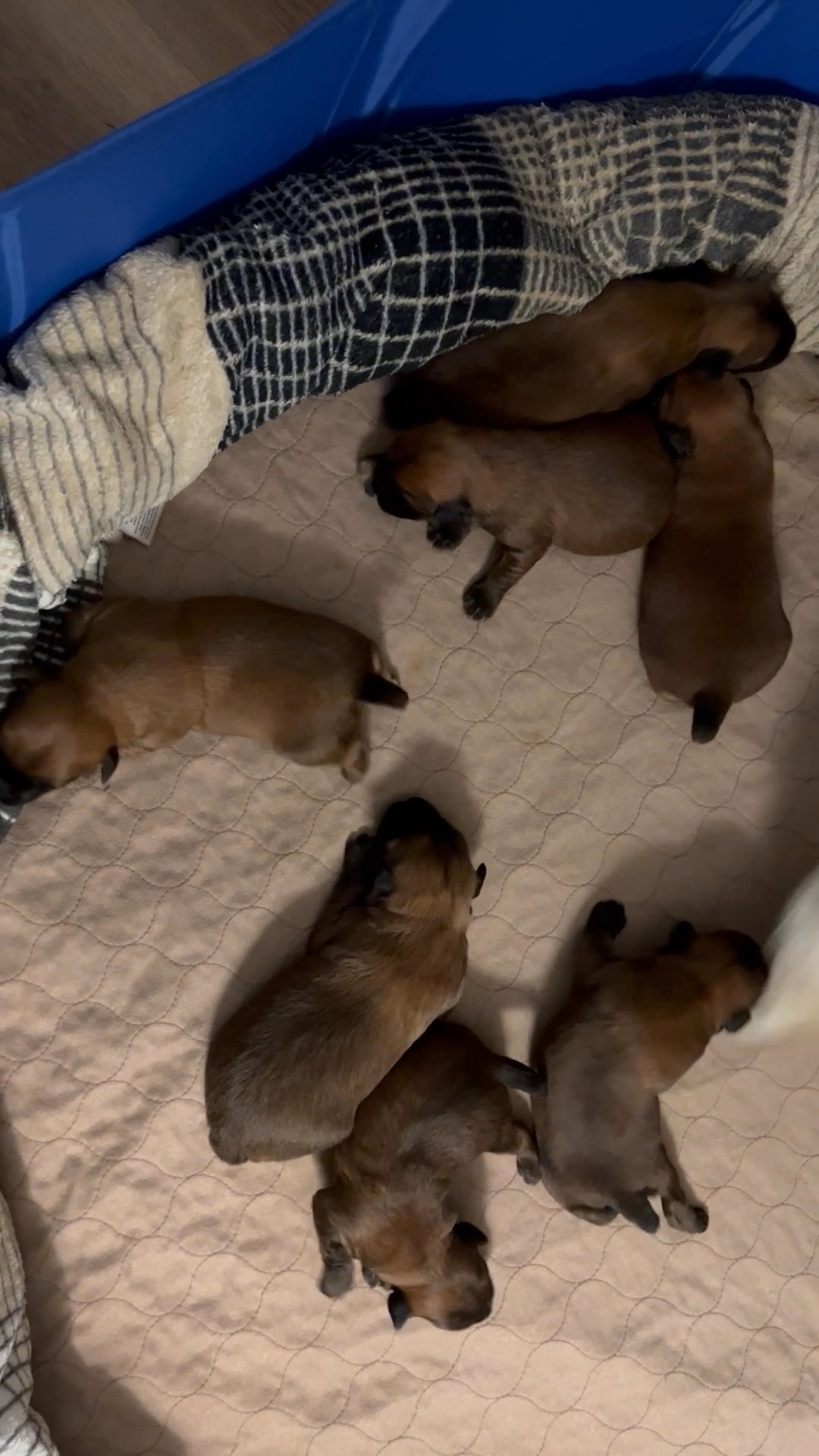 Kathi’s Wheatens in Arizona City, Arizona