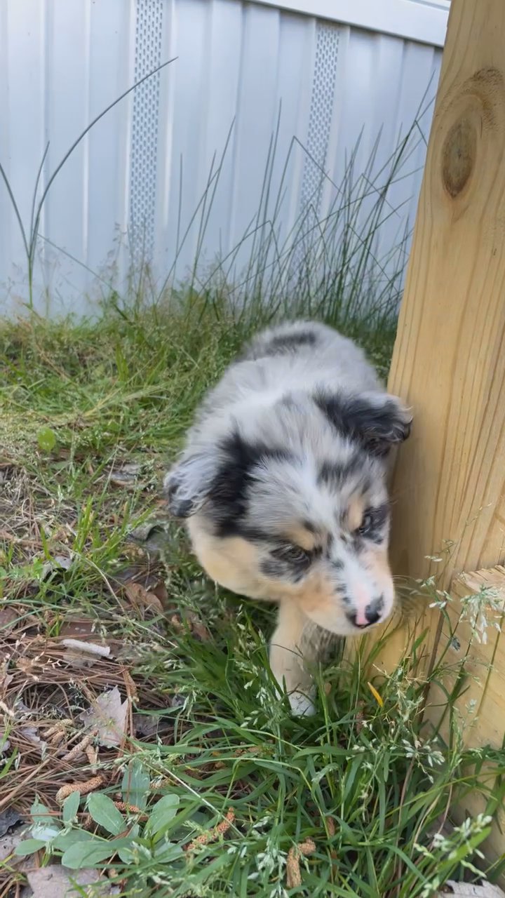 Australian shepherd puppy in Arizona City, Arizona