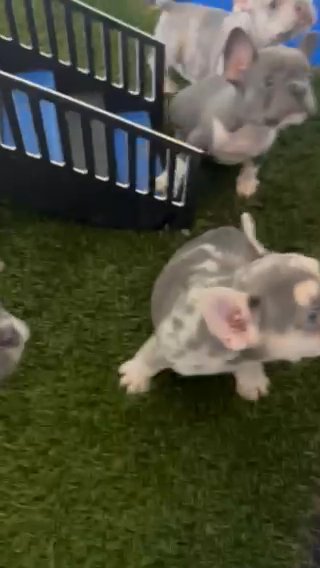 Blue French Bulldogs in Indianapolis, Indiana