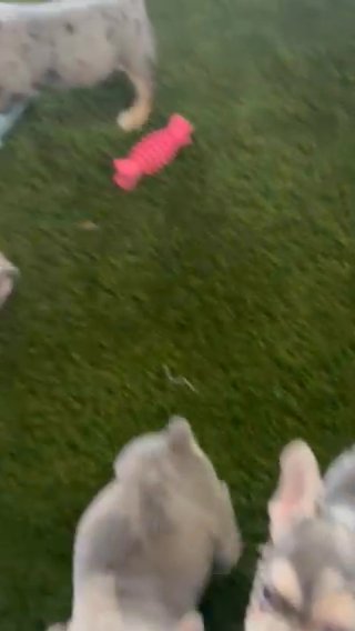 Blue French Bulldogs in Indianapolis, Indiana