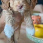 Cavapoo puppy in Fort Lauderdale, Florida