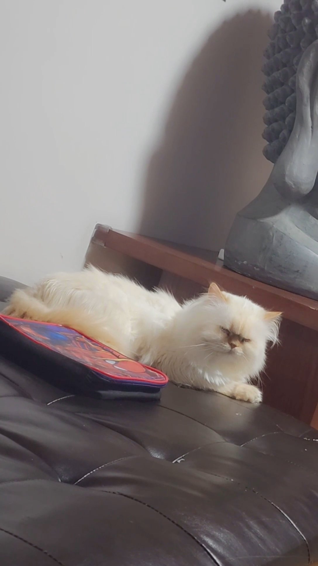 cats persa Angora in New York City, New York