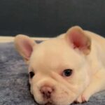 AKC Frenchie Boy in Fontana, California