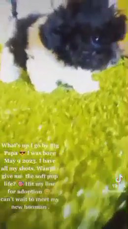 Maltipoo 12 week old male Big Papa ?✨ in Long Beach, California
