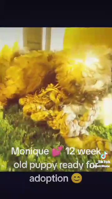 Maltipoo 12 week old female Monique 💕 in Long Beach, California