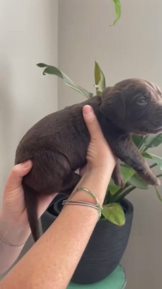 Chocolate Lab Puppies in Buckeye, Arizona