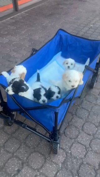Beautiful Puppies in California City, California