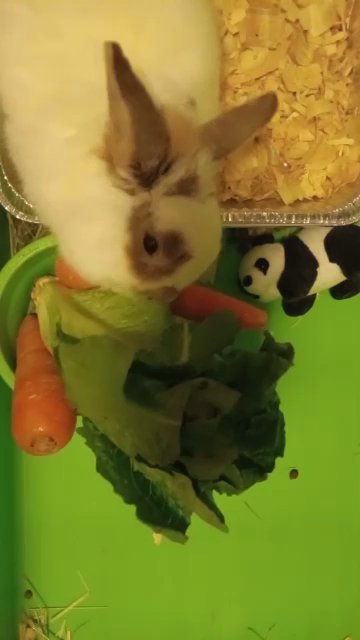 Owen the bunny in Lake Ronkonkoma, New York