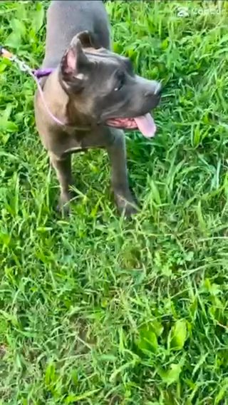 Cane Corso Puppies in Clarksville, Tennessee