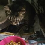 Tabby GIRL  1yr  $65  brooklyn nyc  bring a carrier in New York City, New York