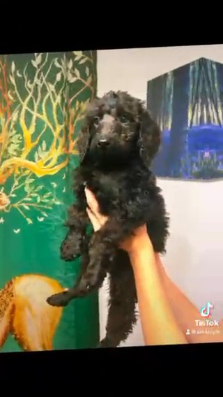 Standard Poodle Puppies in Lehigh Acres, Florida