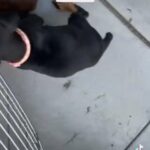 Rehoming Akc European Doberman Pincher Puppies in Sumter, South Carolina