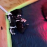 Boston Terrier pups in Tampa, Florida