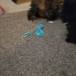 percian kittens in Lake Elsinore, California