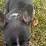 French Bulldog puppies - ready now in Arizona City, Arizona