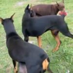 European Doberman Parents Of The Babies I’m Re-homing in Sumter, South Carolina