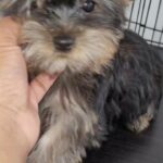 Last Yorkie of the Litter for Sale! in Arizona City, Arizona