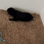 Rottweiler puppy in Arizona City, Arizona