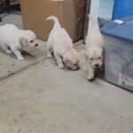 Beautiful Goldens in Arizona City, Arizona