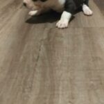 Meryl tri pitbulls 4sale and other colors in Arizona City, Arizona