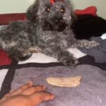 Female puppy dog in Arizona City, Arizona
