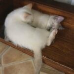 Kittens in Gurnee, Illinois