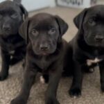 Lab Pit Mix in Fort Worth, Texas