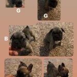 French Bulldog Puppies in New York City, New York