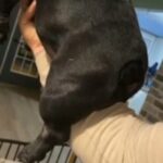 Nano Exotic Bully in Houston, Texas