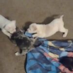 Merle bullies in Atlanta, Georgia