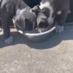 bully puppies in Washington, District of Columbia