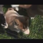 Siberian Husky in New York City, New York