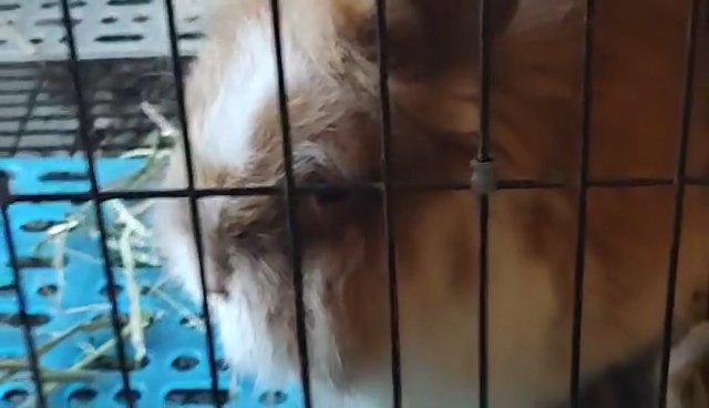 orange/white 5-6 month male rabbit/bunny in Salem, Oregon