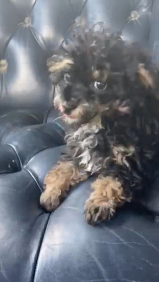 Tiny Toy Poodle in Macomb, Illinois