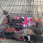Puppies For Sale in Houston, Texas
