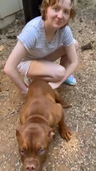 French Mastiff Puppy in Sacramento, California