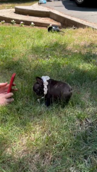 French Bulldog in Sacramento, California
