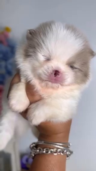 Micro Pomeranian in Orlando, Florida