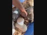 Puppy's in Rosenberg, Texas