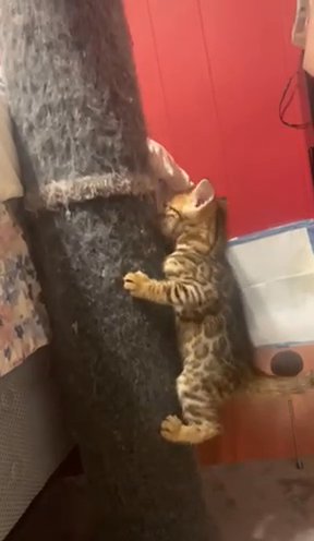 Bengal Kittens For Sale in Glastonbury, Connecticut