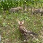 Bengals in Portage, Michigan