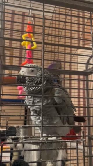 African grey for sale in Texas, Asking price 3,000 in Corpus Christi, Texas