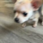 chihuahua puppy in Goose Creek, South Carolina