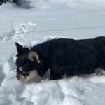 French Bulldog Adult in Hesperia, California