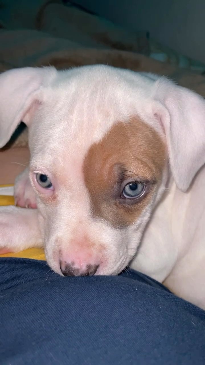 White female pitbull puppy in Arizona City, Arizona