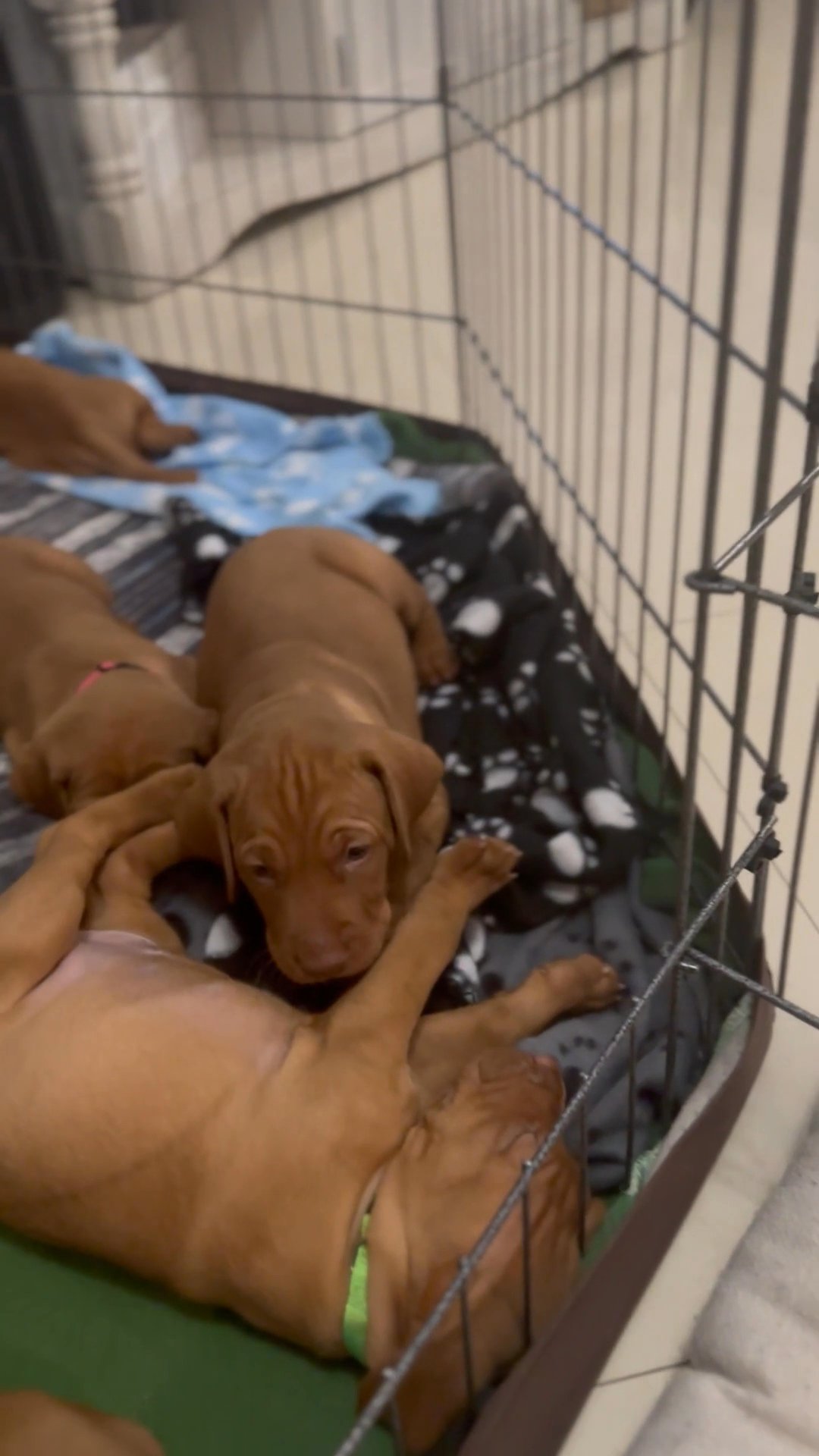 Vizsla puppy for sale in Arizona City, Arizona