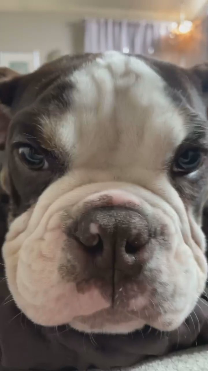 English Bull dog, looking for forever home in Arizona City, Arizona